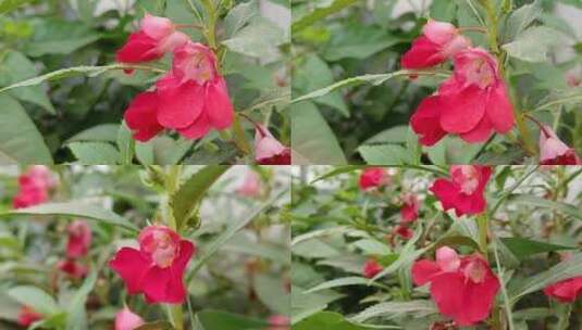 植物花卉高清在线视频素材下载