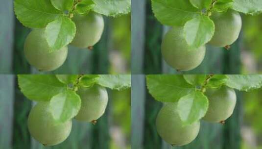 百香果果实实拍高清在线视频素材下载