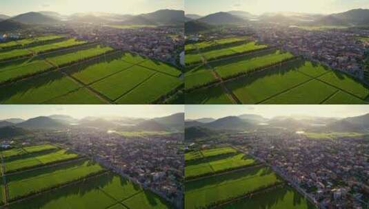 晨曦整齐的稻田景色高清在线视频素材下载