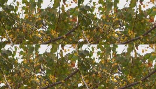 银杏树枝头的大山雀高清在线视频素材下载