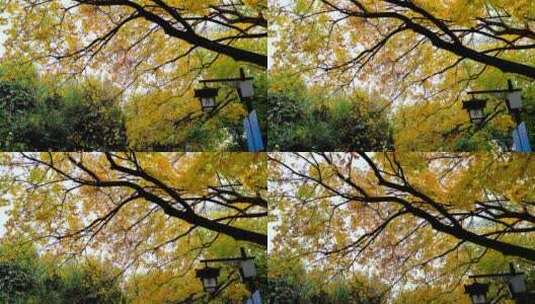 秋天的济南趵突泉公园旅游实拍景色视频4K高清在线视频素材下载
