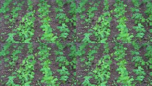 4K微风与细雨中茁壮生长的豌豆秧苗高清在线视频素材下载