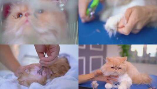 宠物店宠物医院小猫洗澡剪指甲理发剪毛护理高清在线视频素材下载