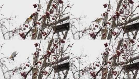 雪景树梢上的鸟高清在线视频素材下载