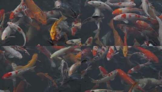 锦鲤、花式鲤鱼都在上面游动高清在线视频素材下载