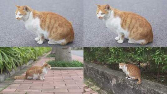 广州天河华南植物园野猫高清在线视频素材下载