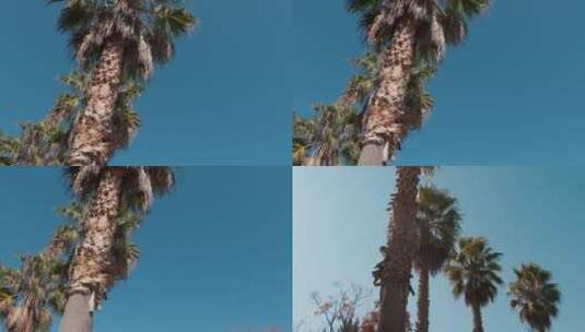 蓝天下棕榈树高清在线视频素材下载