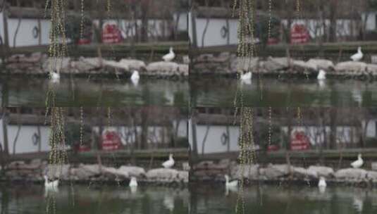 王羲之故居洗砚池中的白鹅高清在线视频素材下载