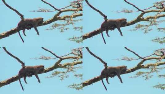 一只猎豹趴在树上高清在线视频素材下载