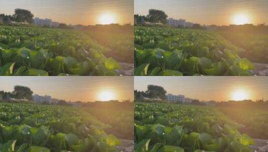 温暖的夕阳下,田野的蔬菜烨烨生辉高清在线视频素材下载