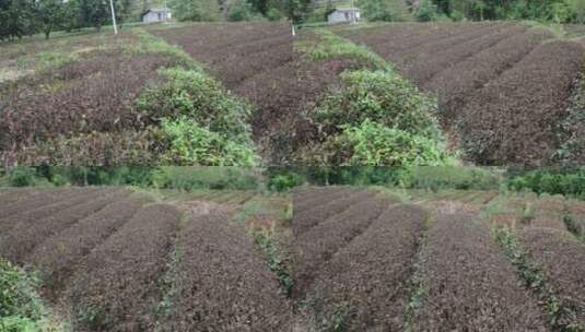 大旱旱情茶园茶树茶叶灾情灾害旱灾高清在线视频素材下载