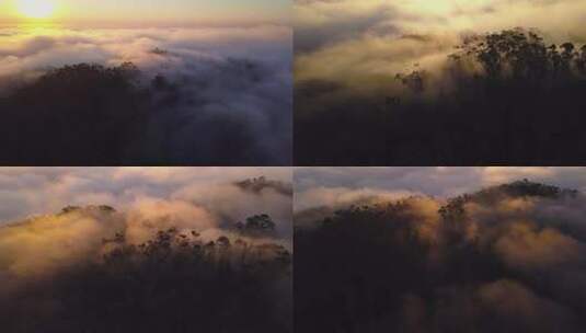 自然风光 唯美日出云海森林云雾森林浓雾气高清在线视频素材下载