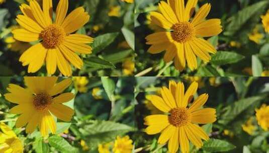 0089日光菊黄色雏菊花瓣在阳光下自然植物高清在线视频素材下载