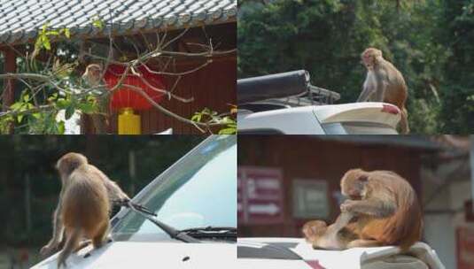调皮的猴子龙虎山猕猴恒河猴高清在线视频素材下载
