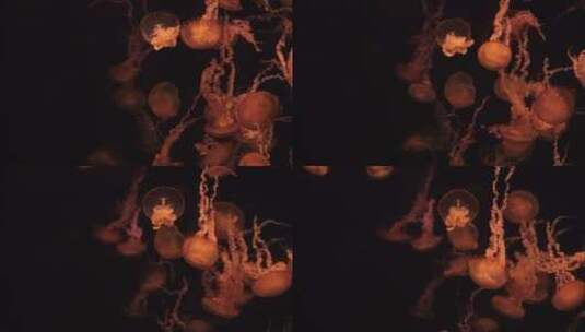 海洋水母拍摄高清在线视频素材下载