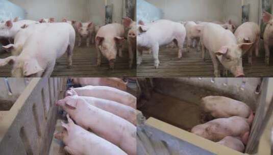 猪小猪养殖场高清在线视频素材下载