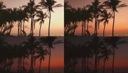 日落海边椰子树剪影延时高清在线视频素材下载