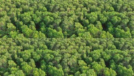 航怕福建漳州九龙江生态系统红树林湿地高清在线视频素材下载