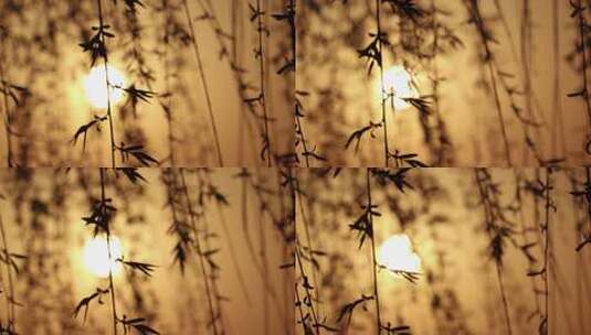 夕阳柳树唯美黄昏空镜高清在线视频素材下载