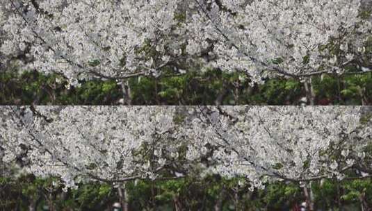 济南五龙潭，春季樱花植物盛开洁白如雪高清在线视频素材下载