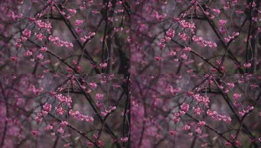 夏日里的樱花高清在线视频素材下载