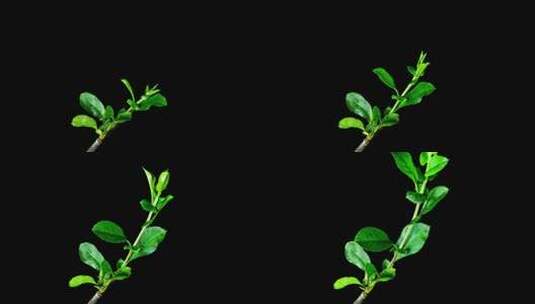 植物发芽树叶发芽生长延时拍摄高清在线视频素材下载