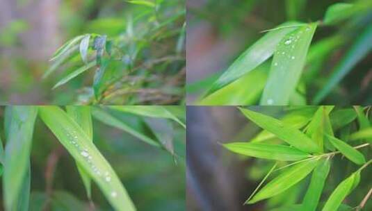 绿色的竹叶高清在线视频素材下载