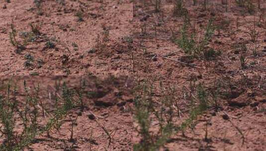 Y1内蒙古乌兰察布四子王旗植物2高清在线视频素材下载