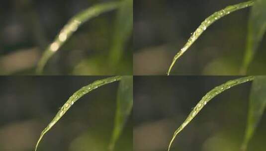 4kl1鼎湖山 植被特写 水珠高清在线视频素材下载