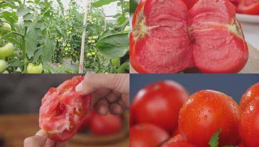 沙瓤西红柿高清在线视频素材下载