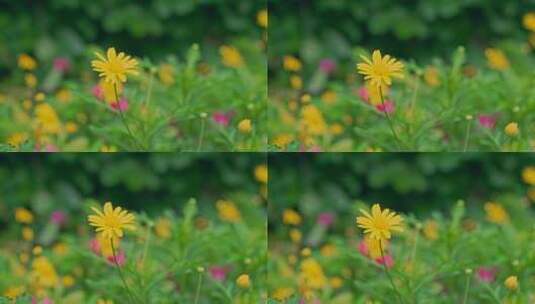 花丛鲜花盛开空镜高清在线视频素材下载