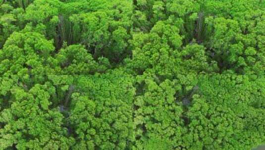 江门红树林 海边红树林 候鸟 栖息地航拍高清在线视频素材下载