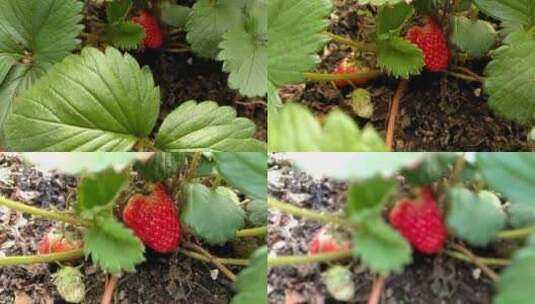 草莓运镜 慢动作 水果 夏天 田园 水果 唯美高清在线视频素材下载