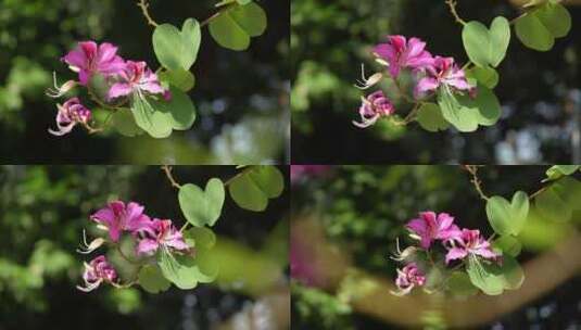 红花紫荆高清在线视频素材下载