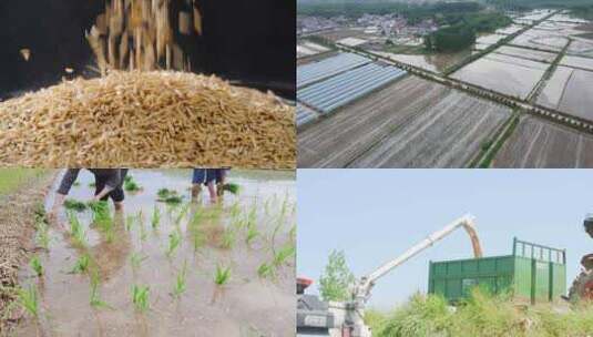 稻田稻谷 水稻育苗高清在线视频素材下载