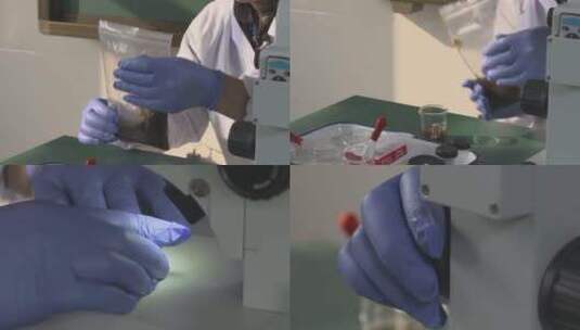 山东威海荣成通过天鹅粪便研究食物组成高清在线视频素材下载