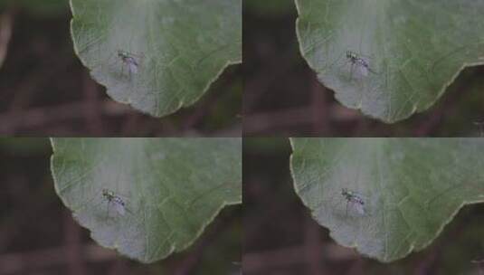 飞苍蝇-昆虫高清在线视频素材下载