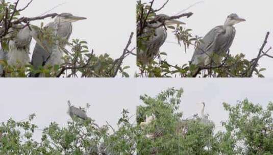 威宁县草海国家级自然保护区苍鹭幼鸟鸟窝高清在线视频素材下载