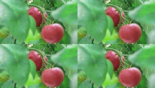 水果西红柿高清在线视频素材下载