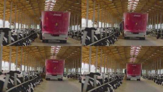 荷斯坦牛奶吃干草高清在线视频素材下载