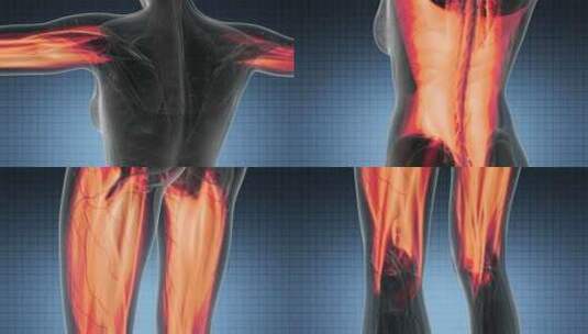 人体肌肉解剖学高清在线视频素材下载