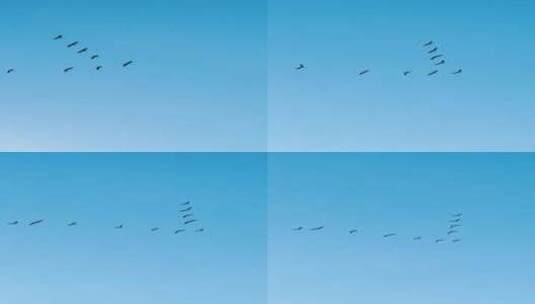 大雁排队飞过天空高清在线视频素材下载