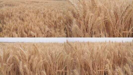 小麦 收获高清在线视频素材下载