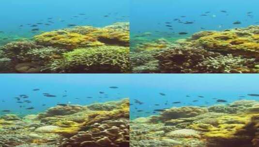 菲律宾珊瑚礁和热带鱼高清在线视频素材下载