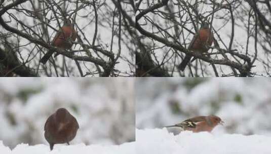 冬季在雪地里树枝觅食的麻雀小鸟高清在线视频素材下载