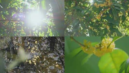 唯美桂花合集逆光小清新桂花花开桂花特写高清在线视频素材下载