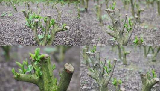 合集茶林茶叶管理台刈茶田茶园种植基地高清在线视频素材下载