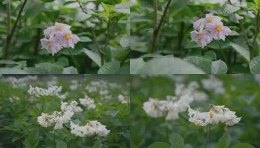 农业粮食种植土豆洋芋花高清在线视频素材下载