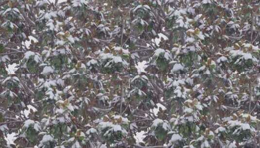 冬季下雪天树枝上的白雪高清在线视频素材下载