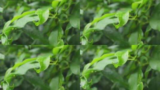 下雨天桂花树金桂八月桂花植物水滴升格高清在线视频素材下载